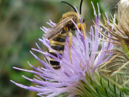 Réf. 246 108 : Halictus scabiosae